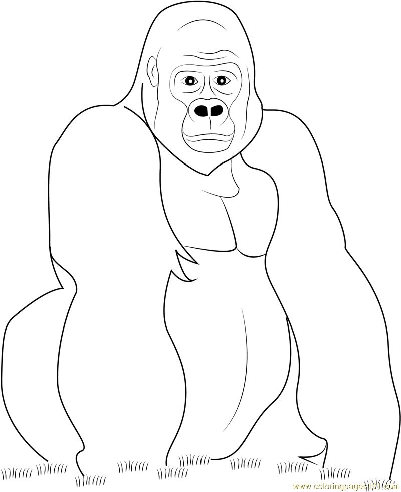 800x981 Gorilla Coloring Sheet Coloring Page