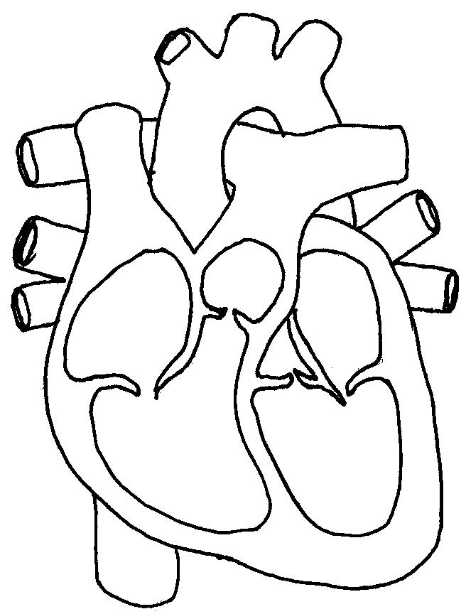 656x864 Heart Coloring Diagram 5 Human Heart Coloring Page Human Heart