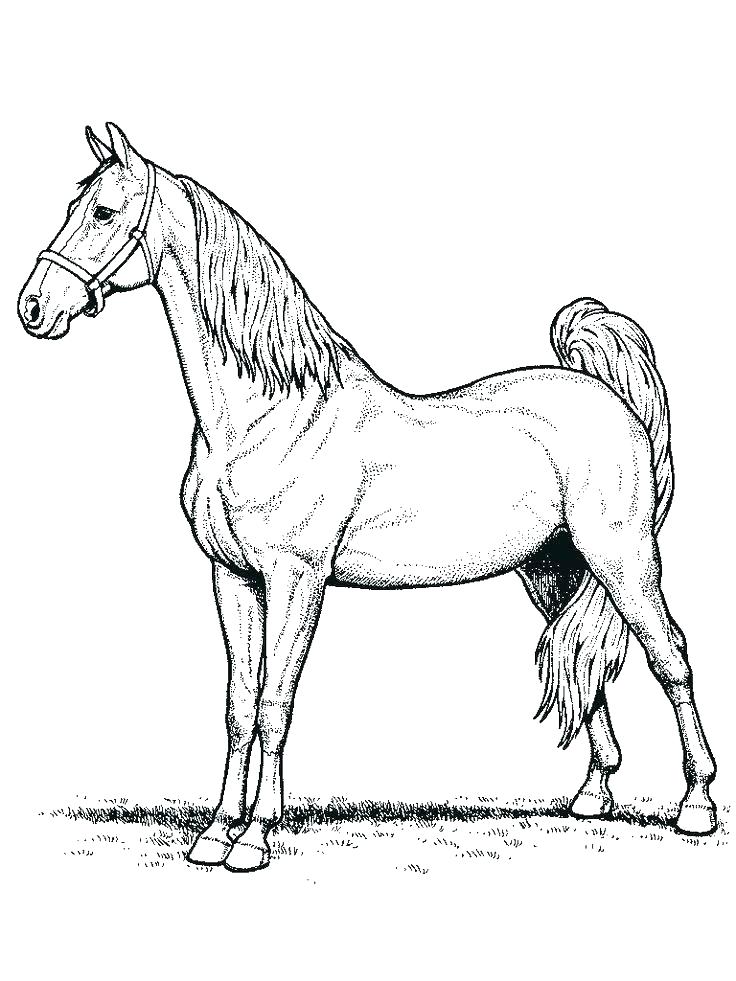 736x981 Simple Horse Coloring Pages Horse Coloring Page Simple Horse