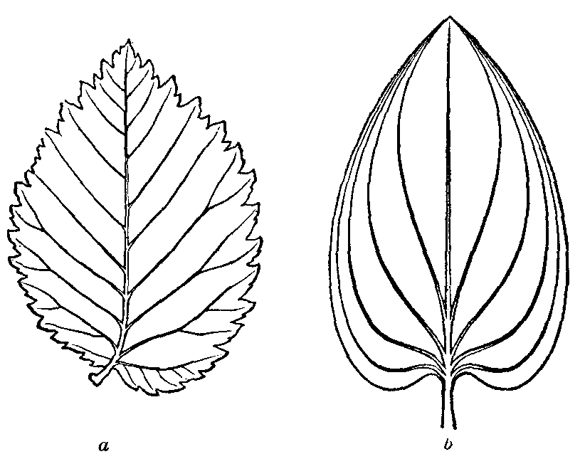 822x638 Simple Leaf Outline Printable