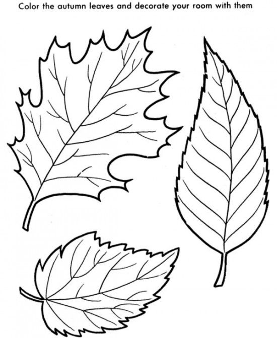 550x672 Autumn Leaves Coloring Pages Picture 3 550x672 Picture Nanny