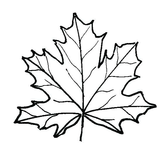 560x540 Coloring Pages Of Leaves Simple Maple Leaf Coloring Page Printable
