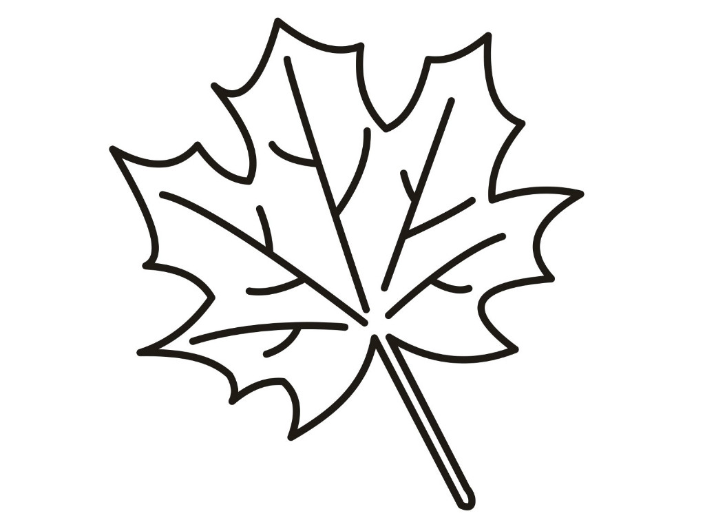 1024x768 Drawn Maple Leaf Blank Pencil And In Color Pin Coloring Page