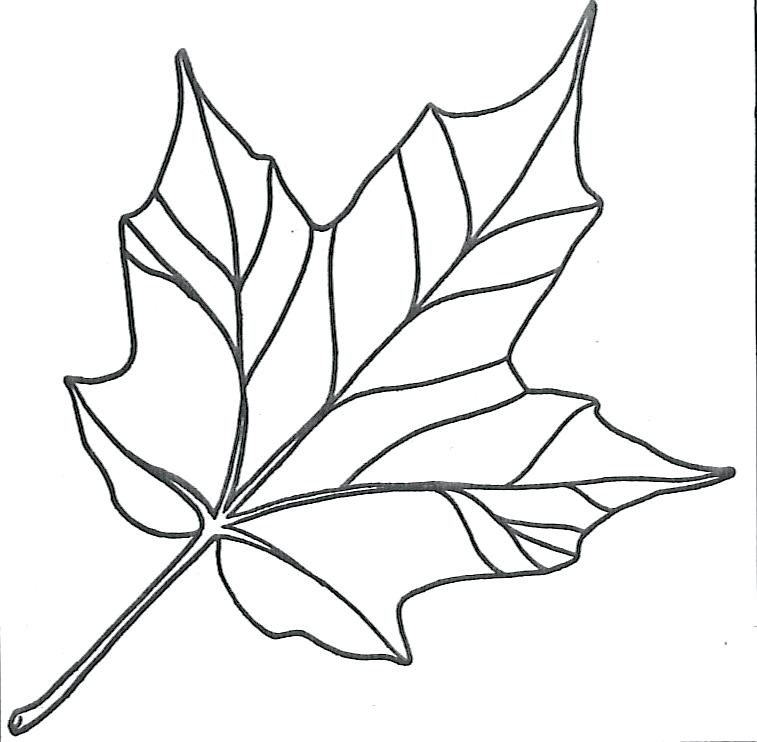 757x742 Leaf Coloring Maple Leaf Simple 4 Leaf Coloring Pages For Toddlers