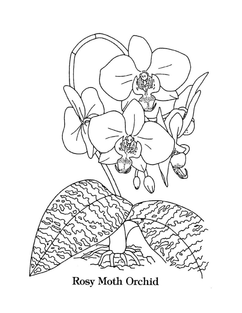 Singapore Coloring Pages