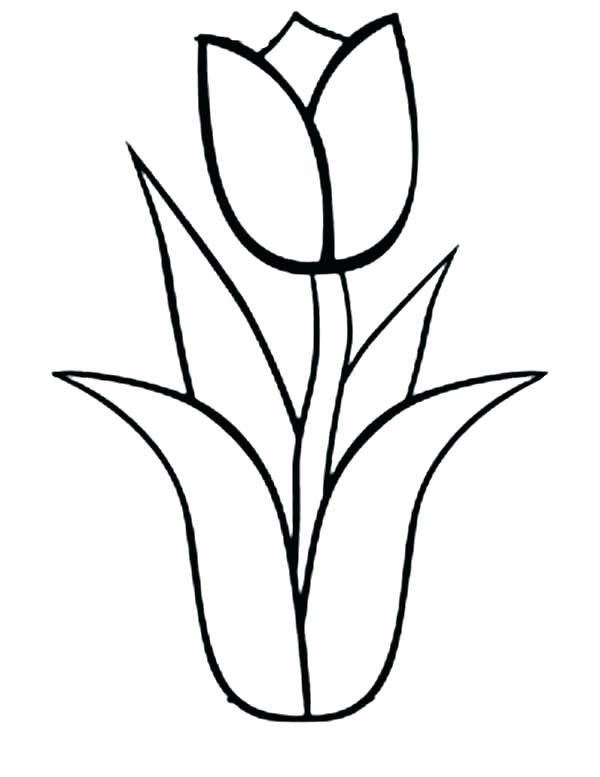 600x777 Free Single Flower Coloring Pages Tulips Page Tulip Nature