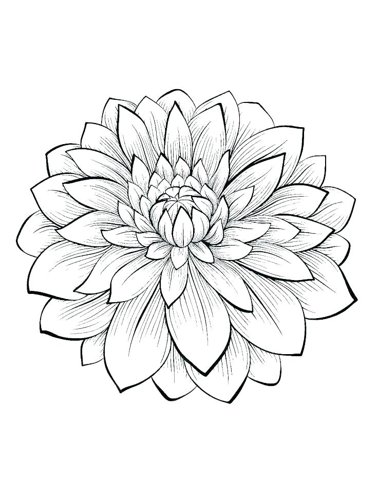 736x950 Coloring Pages Flowers Printable