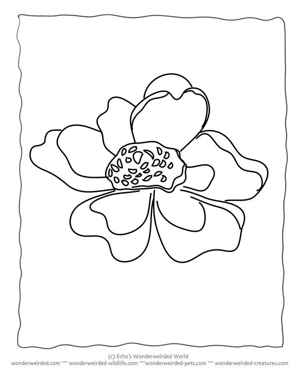 612x792 Flower Coloring Sheets Anemone @ Wonderweirded Free