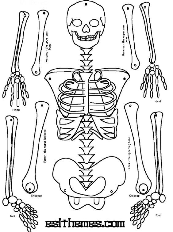 564x757 Make A Paper Skeleton To Label Bones School