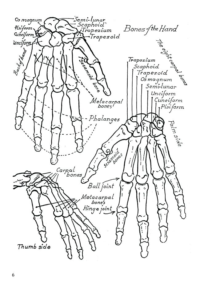 650x922 Skeletal System Coloring Page Skeletal System Coloring Pages Free