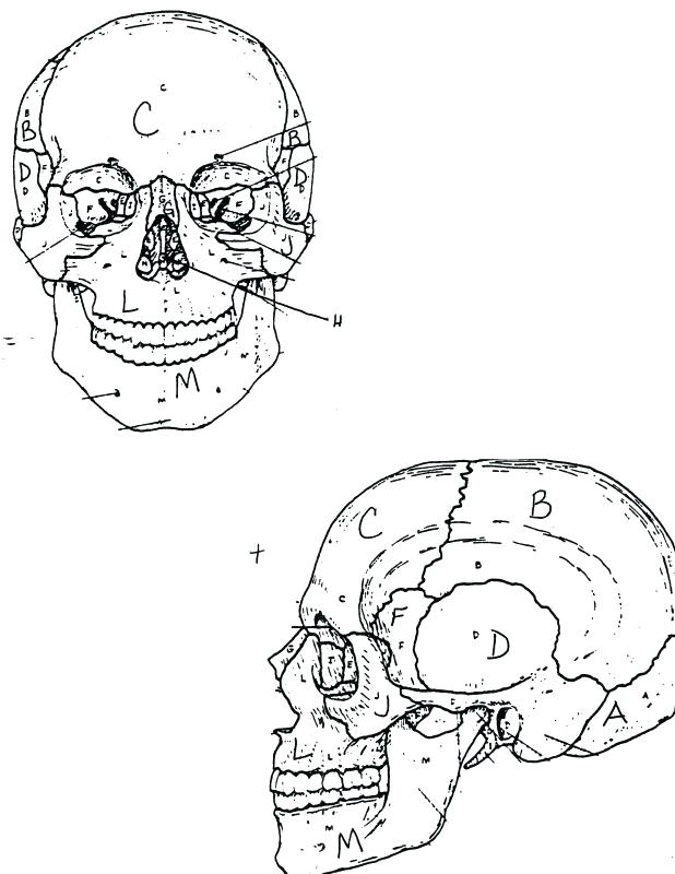 618x800 Skeletal System Coloring Pages Free Coloring Pages Of Muscle