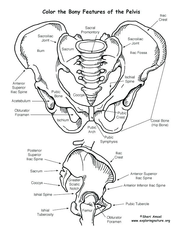612x792 Skeletal System Coloring Pages Skeletal System Coloring Human