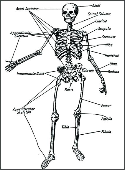 424x577 Skeletal System Coloring Pages Skeletal System Coloring Skeletal