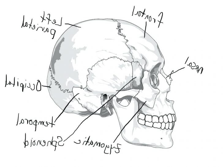 728x546 Skeletal System Coloring Workbook Diagram Of A Long Bone Human