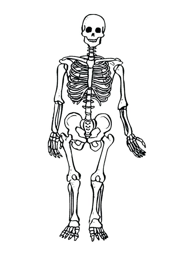 620x875 Skeleton Coloring Sheet Skeletal System Colouring Pages Page 2