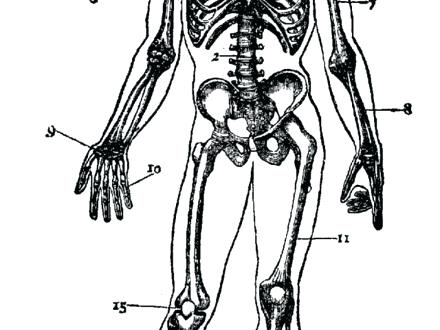 440x330 Coloring Skeletal System Coloring Pages Human Skeleton Sheets