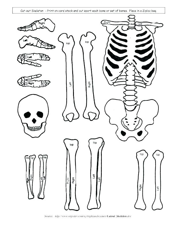 612x792 Skeletal System Coloring Pages