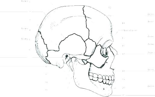 514x323 Skeletal System Coloring Pages Shippa.co