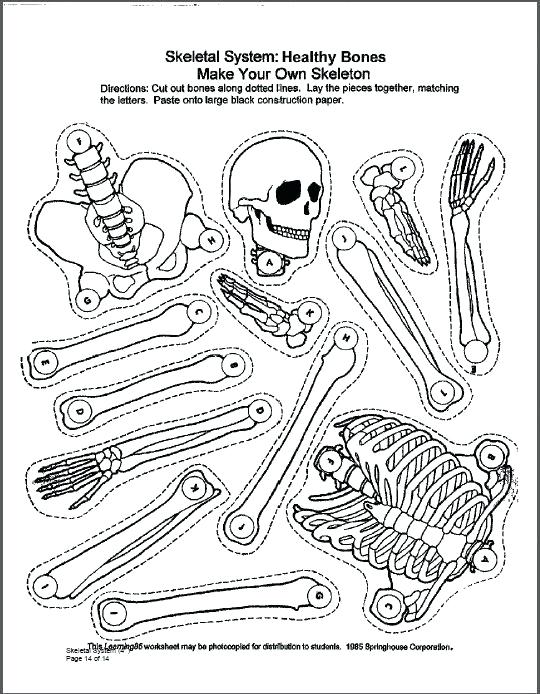 540x694 Coloring Pages And Coloring Books. Skeletal System Coloring Book