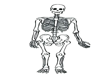 476x333 Human Skeleton Coloring Page Anatomy Of A Bone Coloring Skeleton