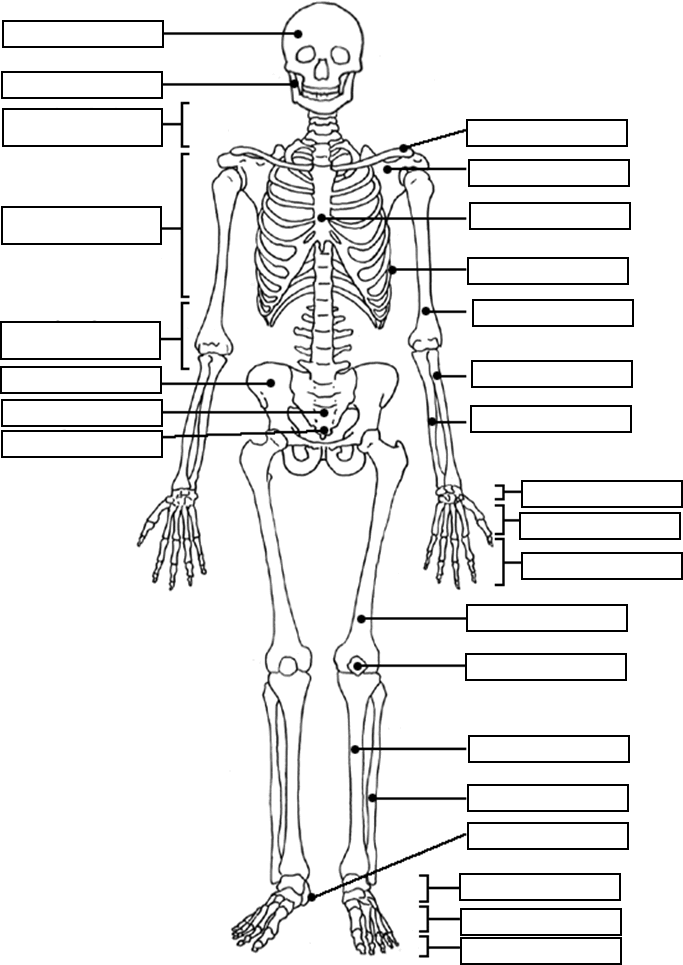 683x965 Image Result For Free Human Anatomy Coloring Pages Pdf ~human