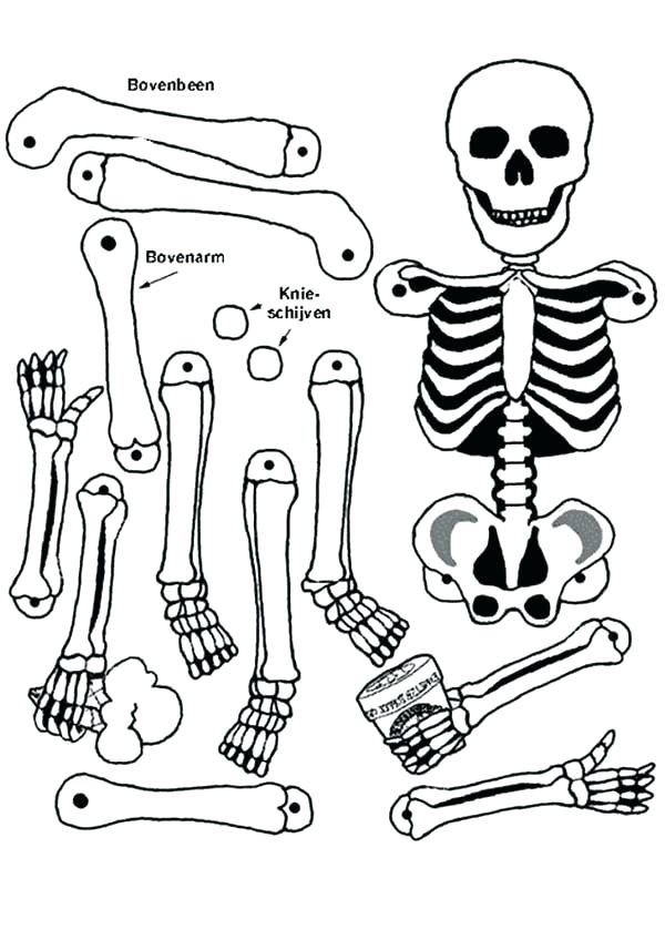 600x848 Skeleton Coloring Sheet Anatomy Skeleton Coloring Sheet Anatomy