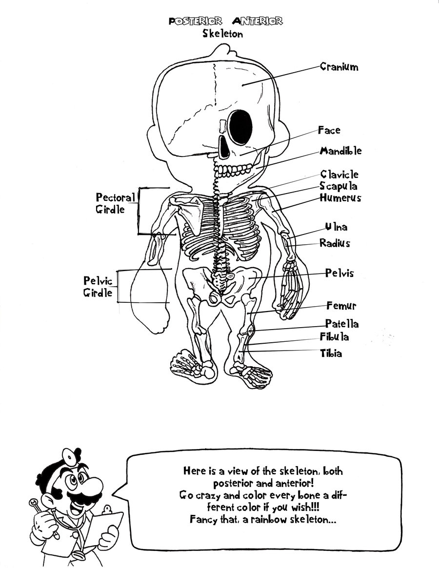 900x1165 Anatomy Coloring Pages Beautiful Skeletal System Anatomy Coloring