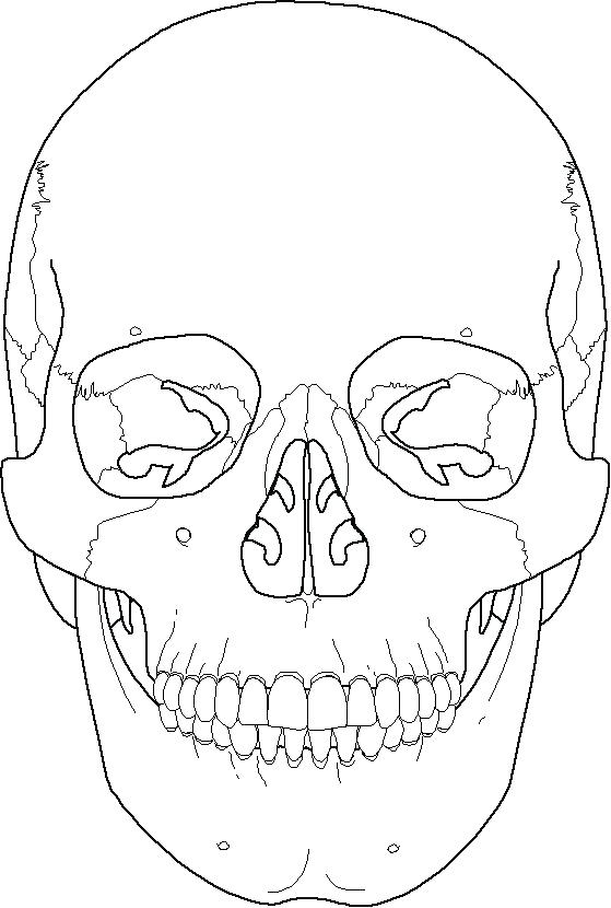 559x830 Skull Coloring Pages Anatomy Skull Color Pages Skull Coloring