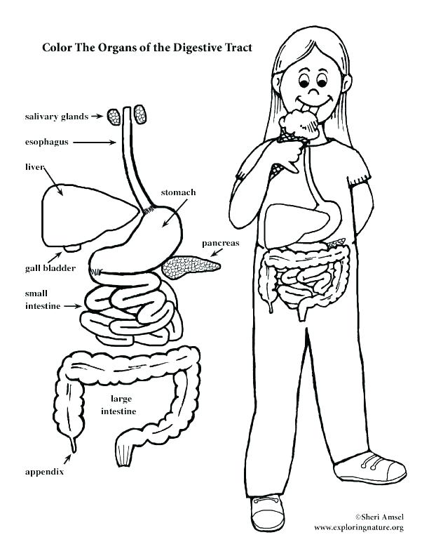 612x792 Humerus Bone Coloring Page