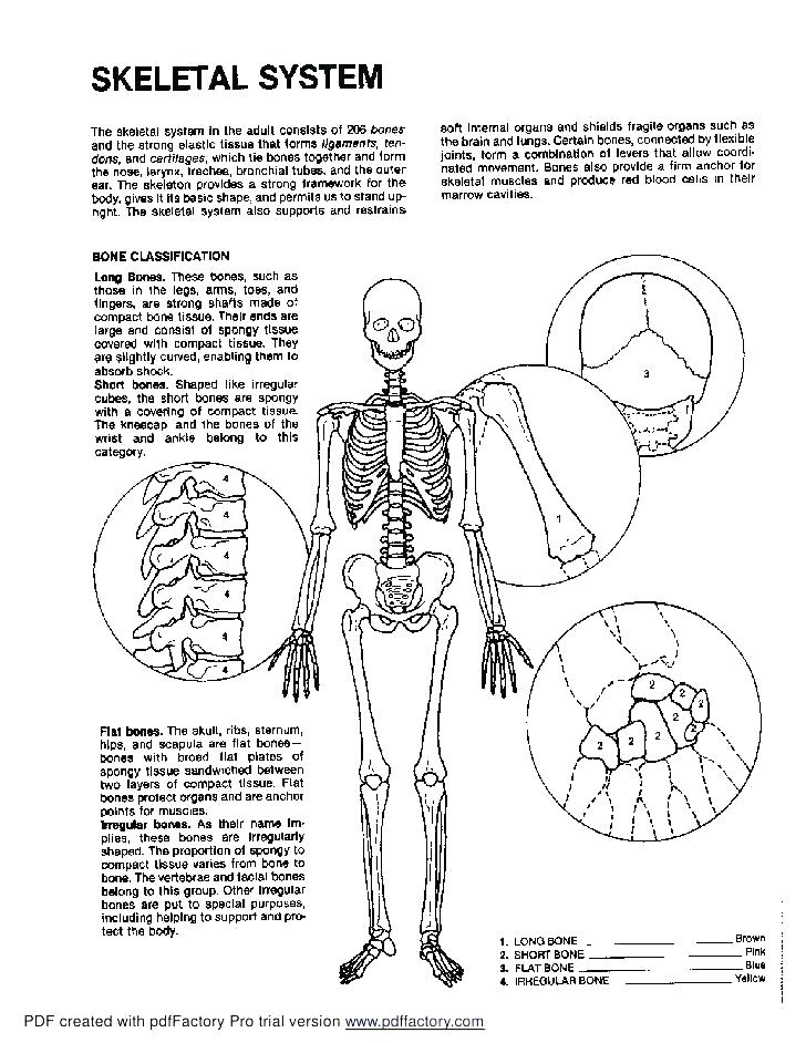 728x942 Anatomy Coloring Pages Skull Skeleton Anatomy Colouring Pages
