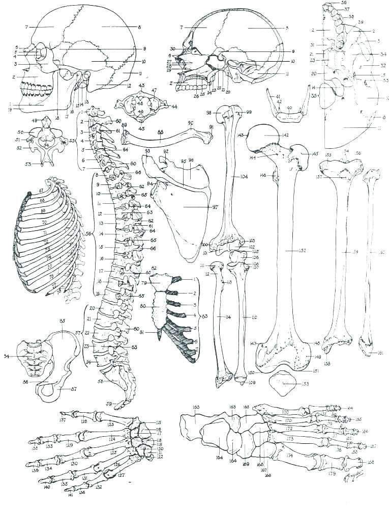 765x995 Human Anatomy Coloring Pages Human Anatomy Coloring Book And Heart