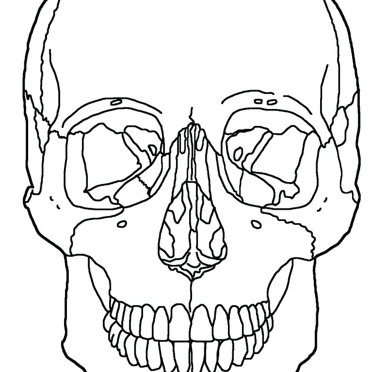 800x768 Skull Anatomy Coloring Pages Skeleton Coloring Pages For Kids Body