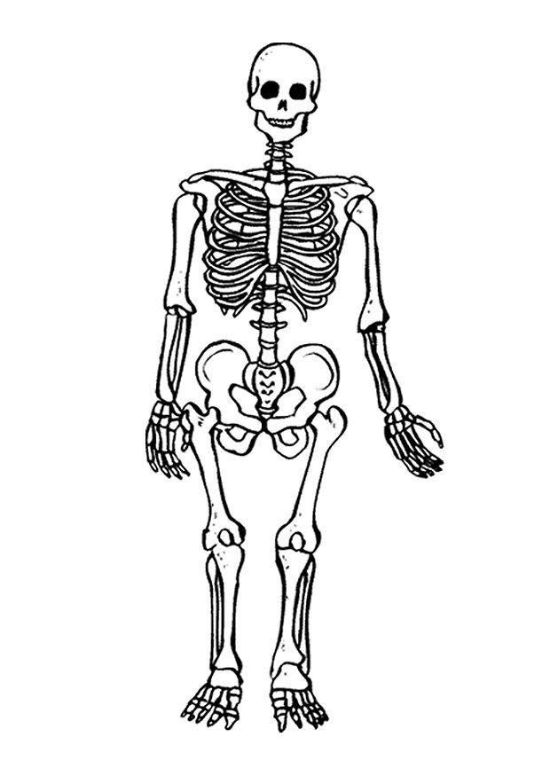 620x875 Skeleton Coloring Pages Luxury Free Printable Skeleton Coloring