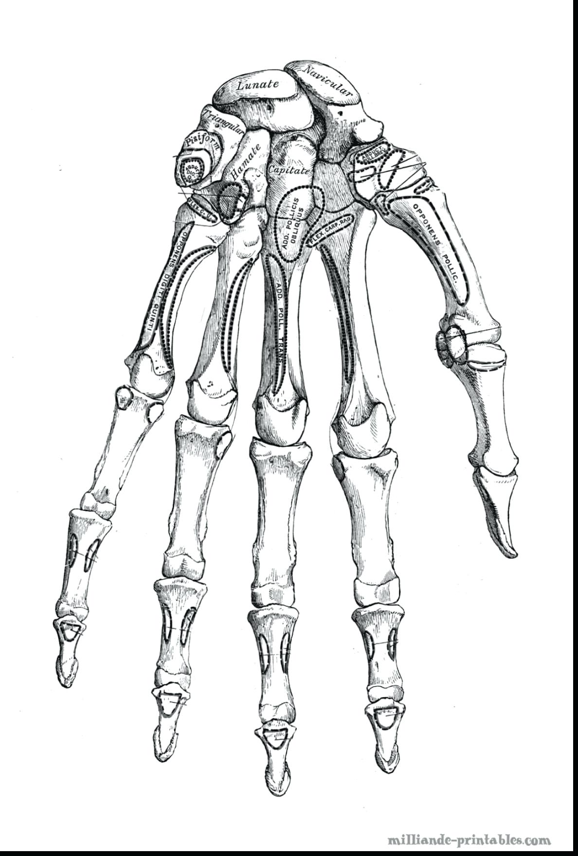 1188x1760 Coloring Pages ~ Skeleton Coloring Pages Free Dinosaur Skeleton