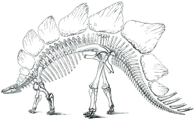 640x396 Skeleton Coloring Pages To Print S Skeleton Coloring Pages