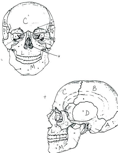 386x500 Skeleton Coloring Pages Printable Vanda