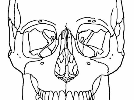 Skull Anatomy Coloring Pages