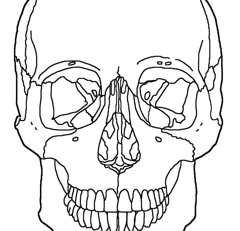 800x768 Coloring Skull Skull Coloring Pages Anatomy Skull Coloring Pages