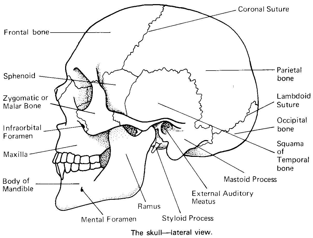 1211x921 Skull Bones Anatomy Coloring Pages Inside Christmas Gift Ideas