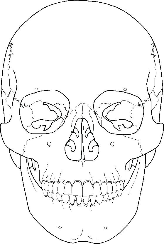 559x830 Skull Coloring Pages Anatomy Cheap Sugar Skulls Coloring Pages