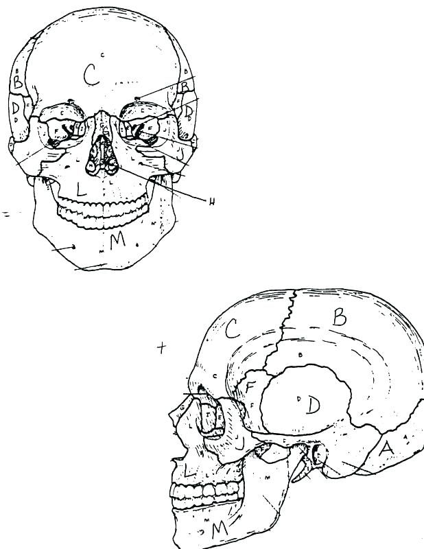 618x800 Skull Coloring Pages Anatomy Coloring Pages To Print Skull
