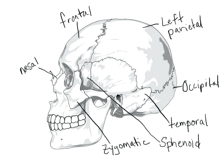 940x705 Awesome Skull Coloring Pages Anatomy And Colouring Pages Page 2 44