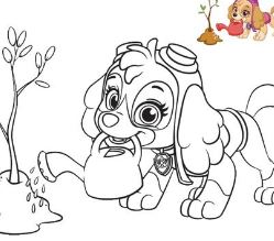 249x219 Skye From Paw Patrol Coloring Page