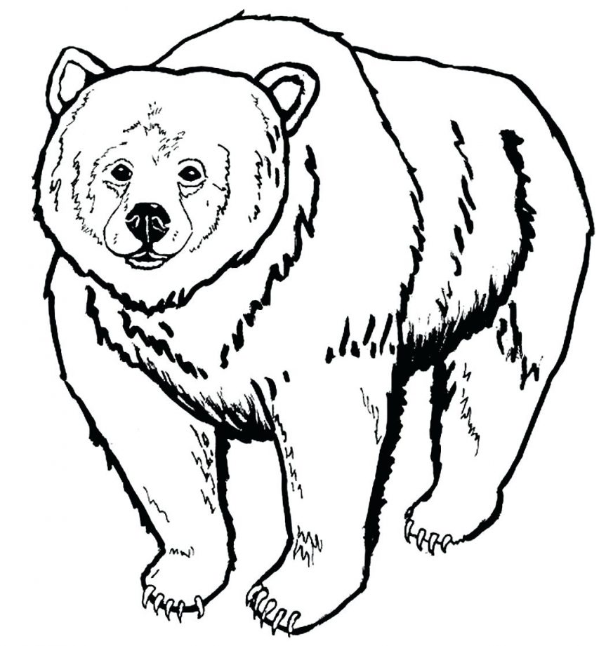 863x921 Energy Sleeping Bear Coloring Page 12556