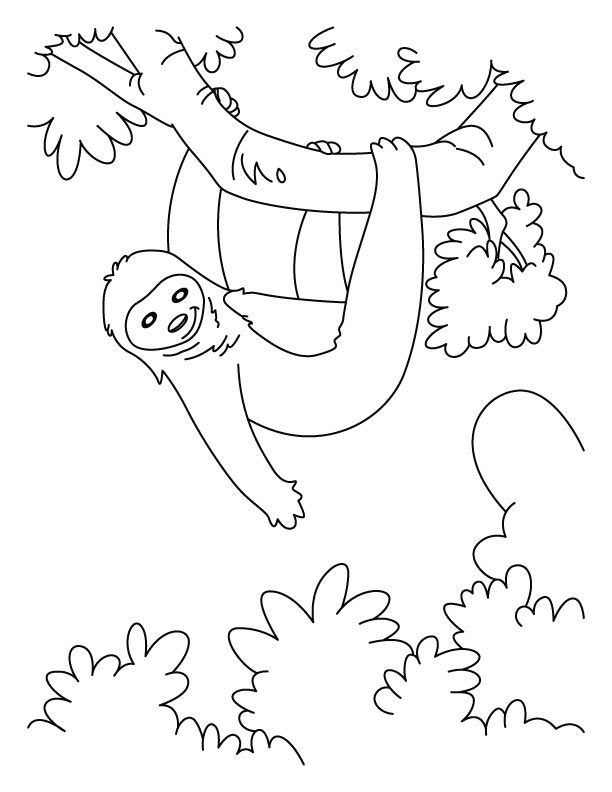 Sloth Coloring Page