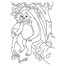 230x230 Top 10 Sloth Coloring Pages For Your Toddler