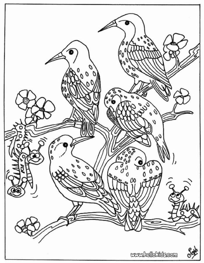 700x900 Bird Coloring Pages
