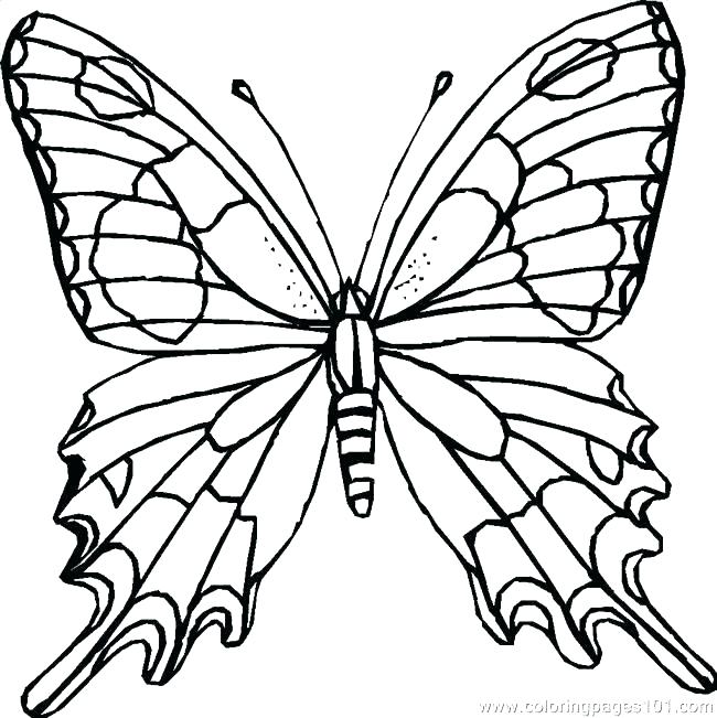 650x651 Color Page Butterfly Small Butterfly Coloring Pages Life Cycle