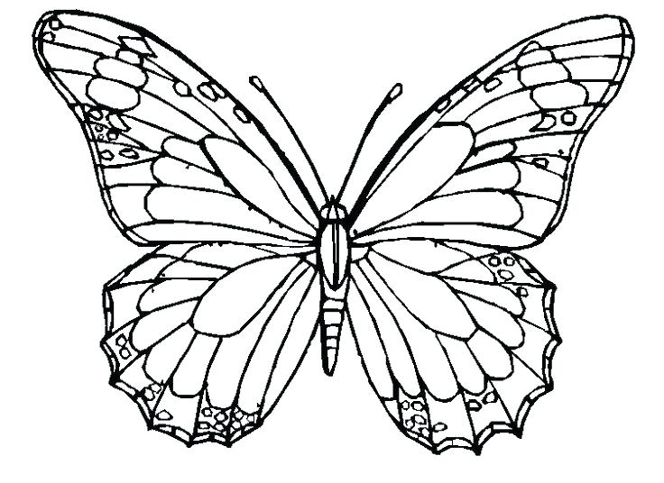736x536 Printable Butterfly Coloring Page Beautiful Creation Of Nature