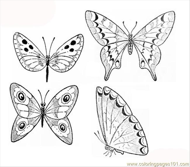 650x570 Small Butterfly Coloring Pages